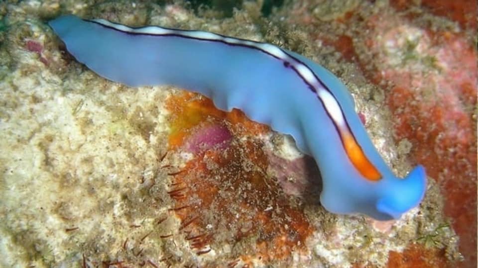 Pseudoceros bifurcus